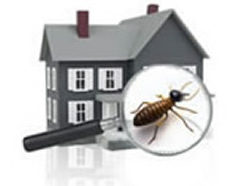 Termite Control Services in Gwinnett County GA